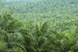 Ancients First Ate Palms, Not Rice